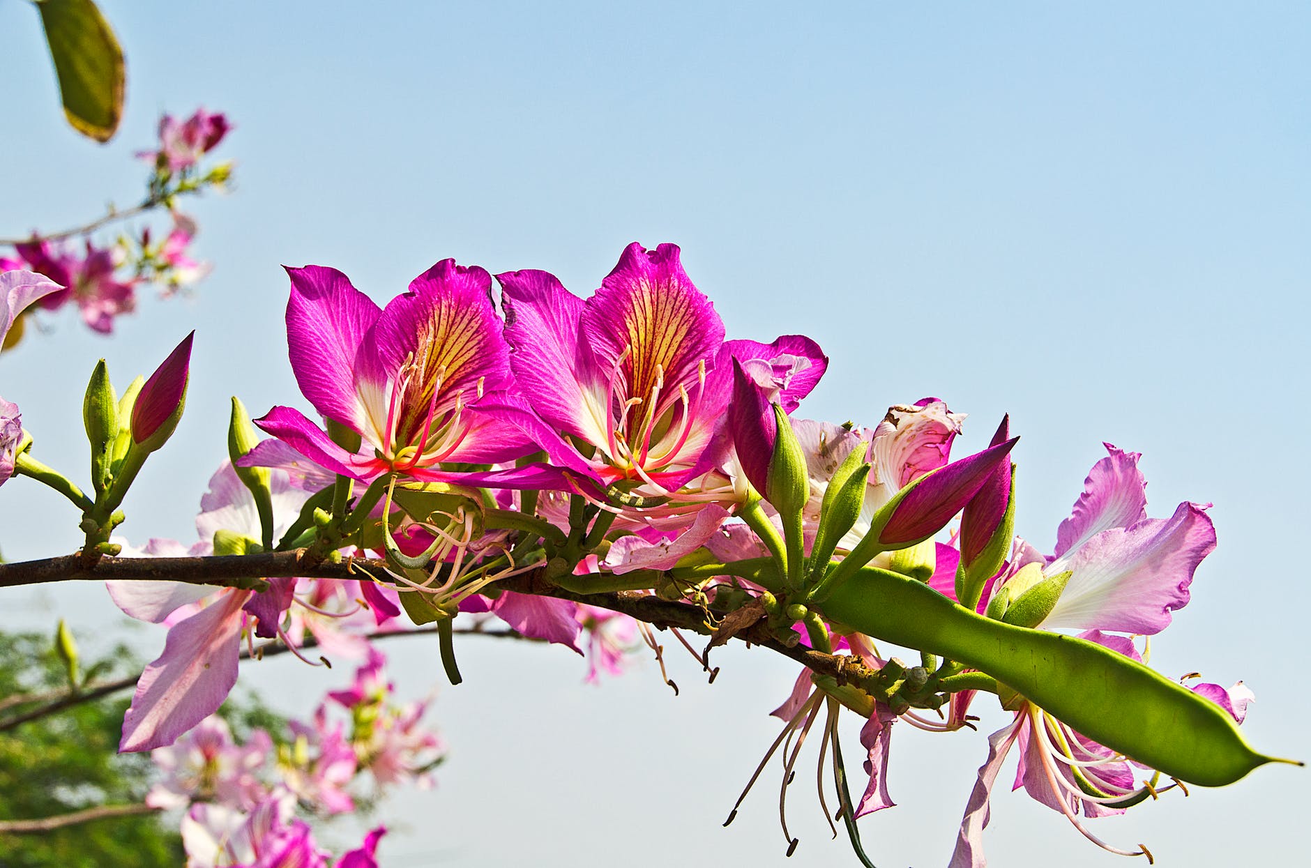 pink bauhinia flowers