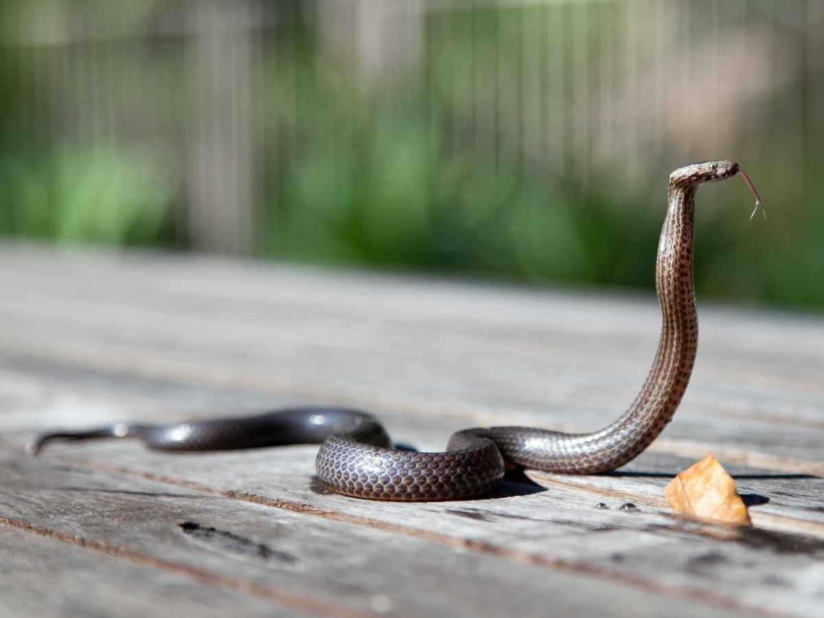 brown snake