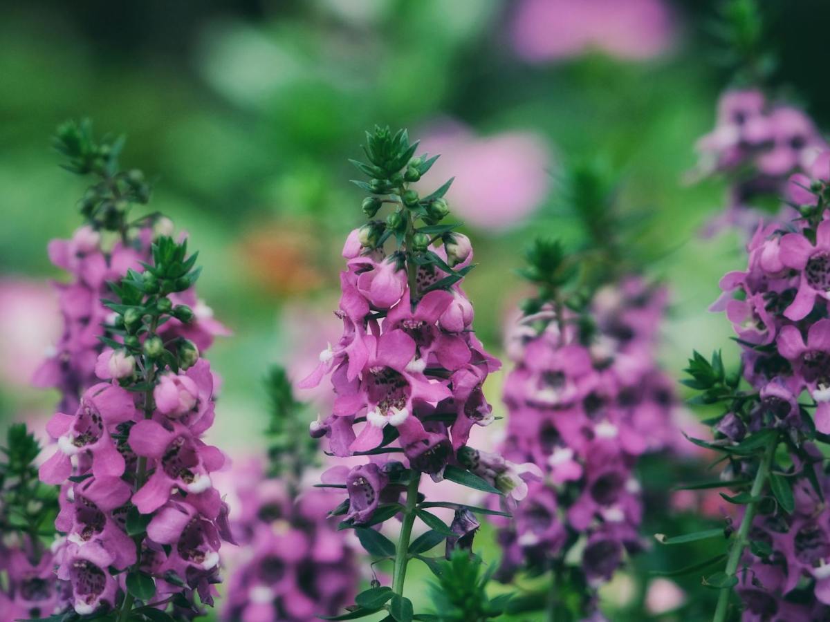 beautiful purple willowleaf angelonia