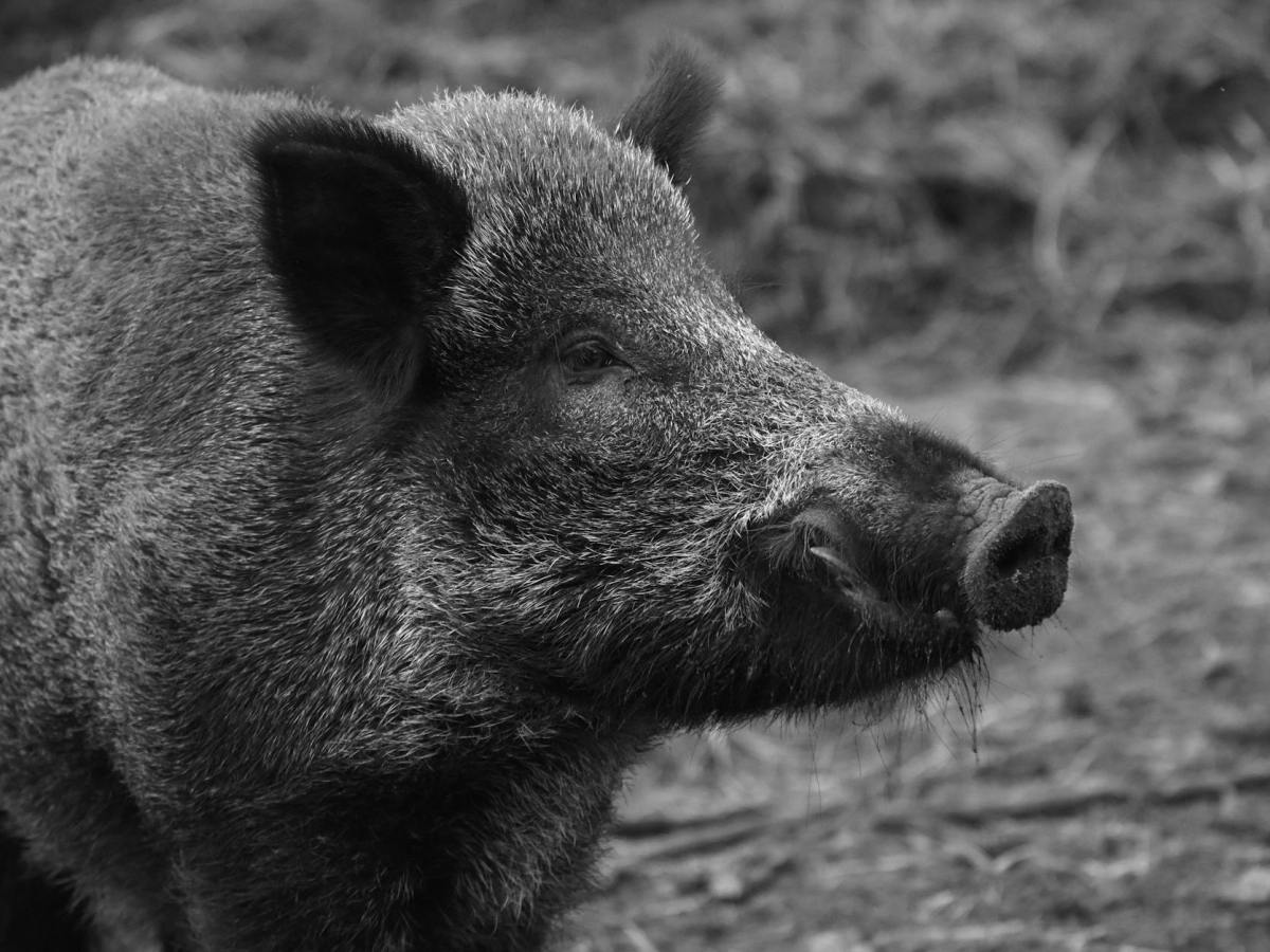 black boar