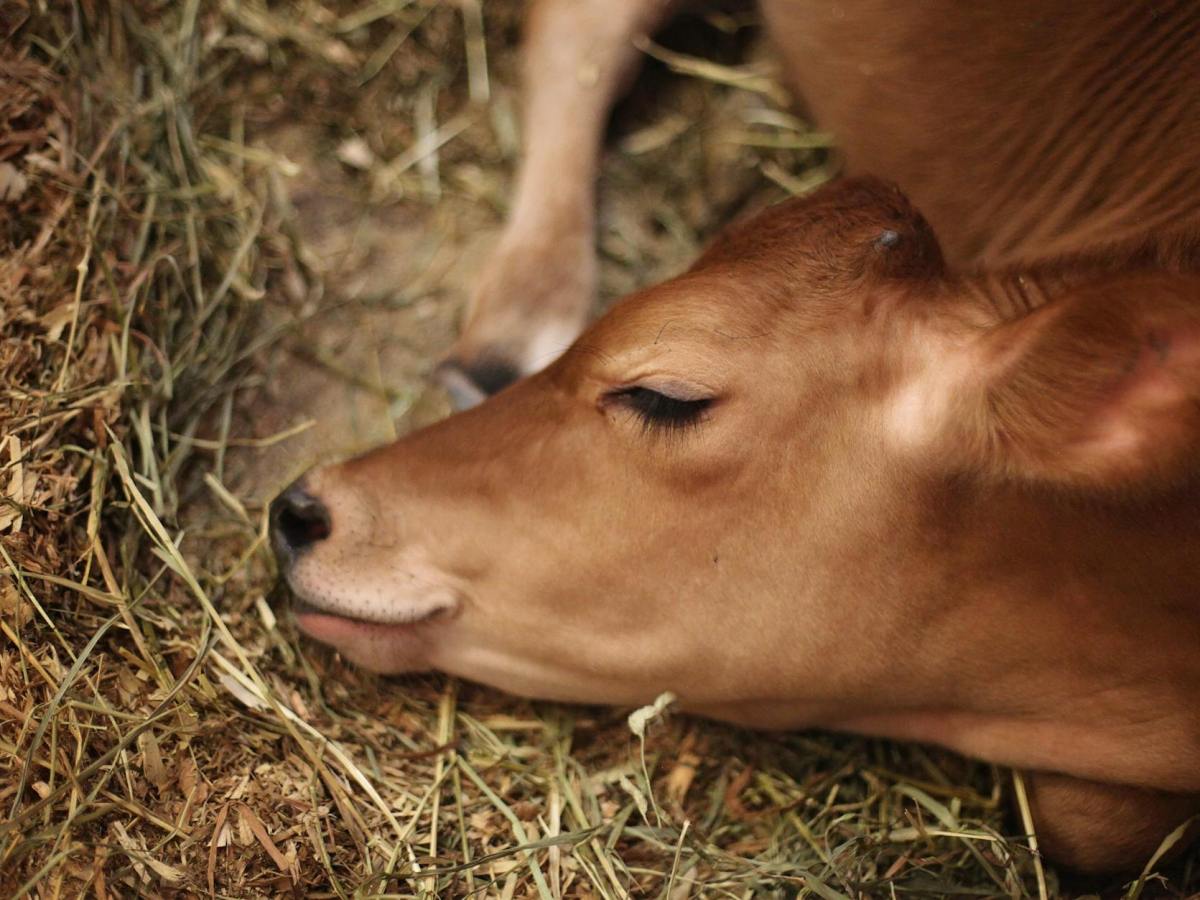 cattle on the green grass