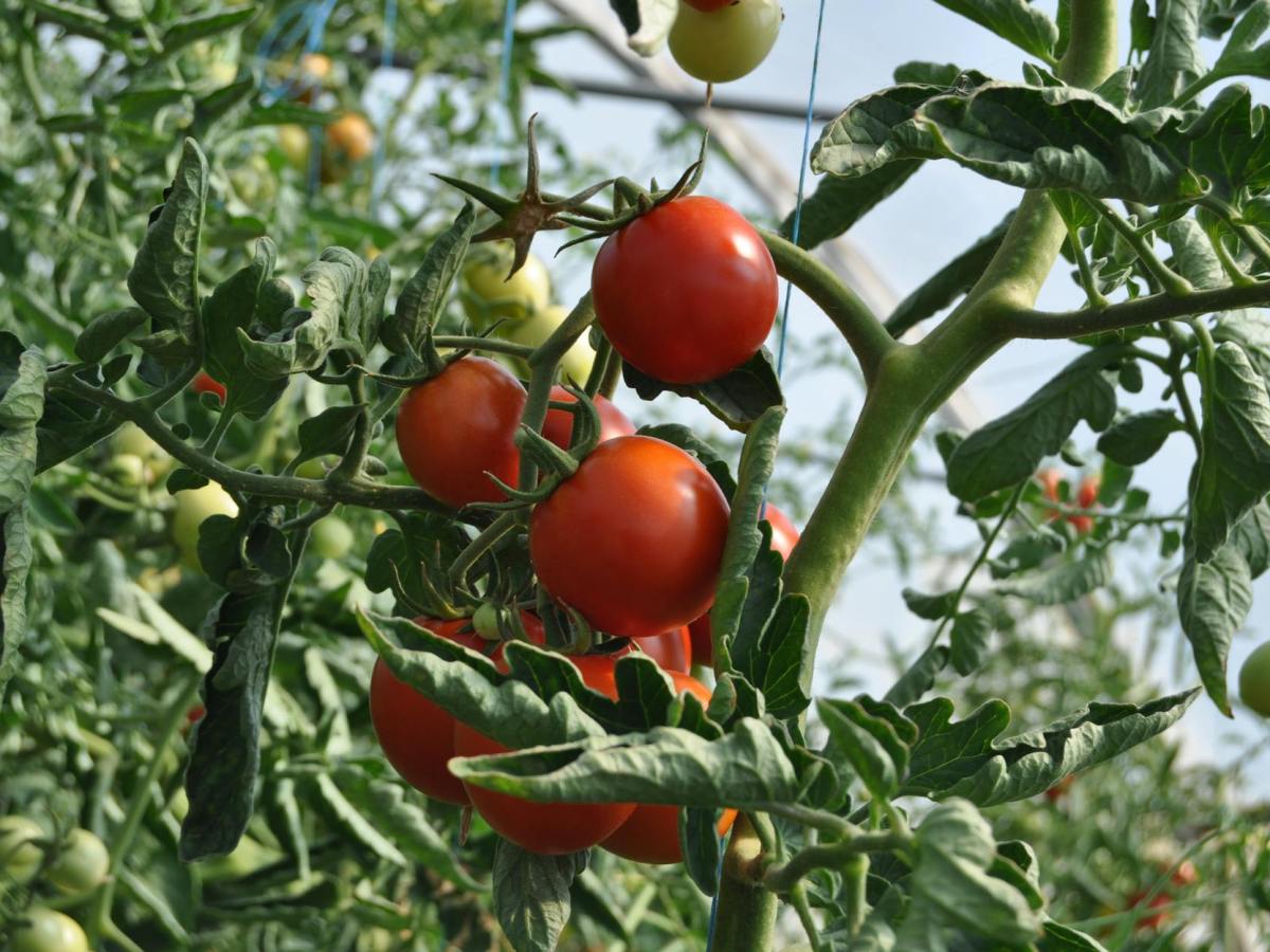 red tomatoes on plant