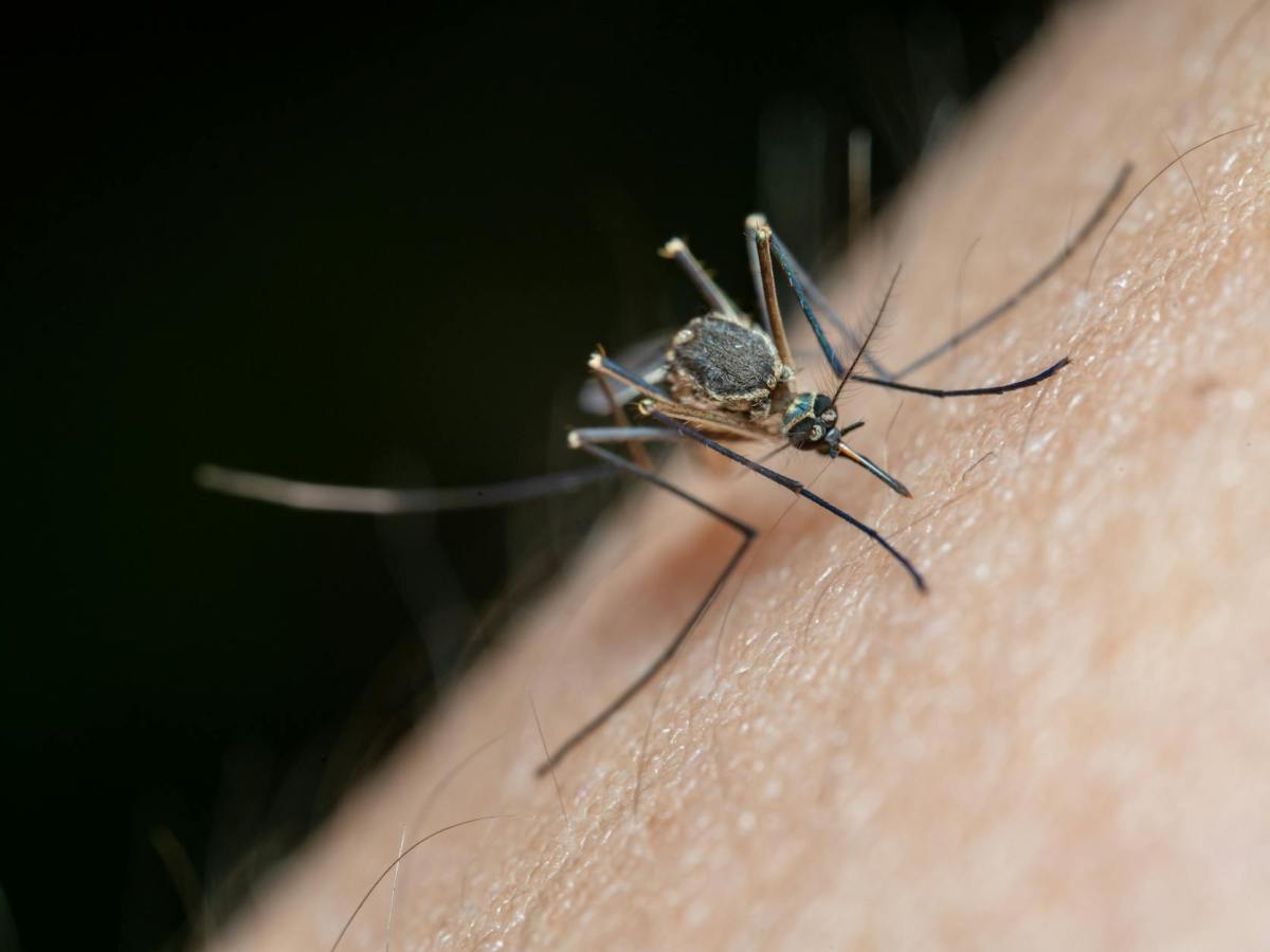 macro shot of a mosquito on human skin
