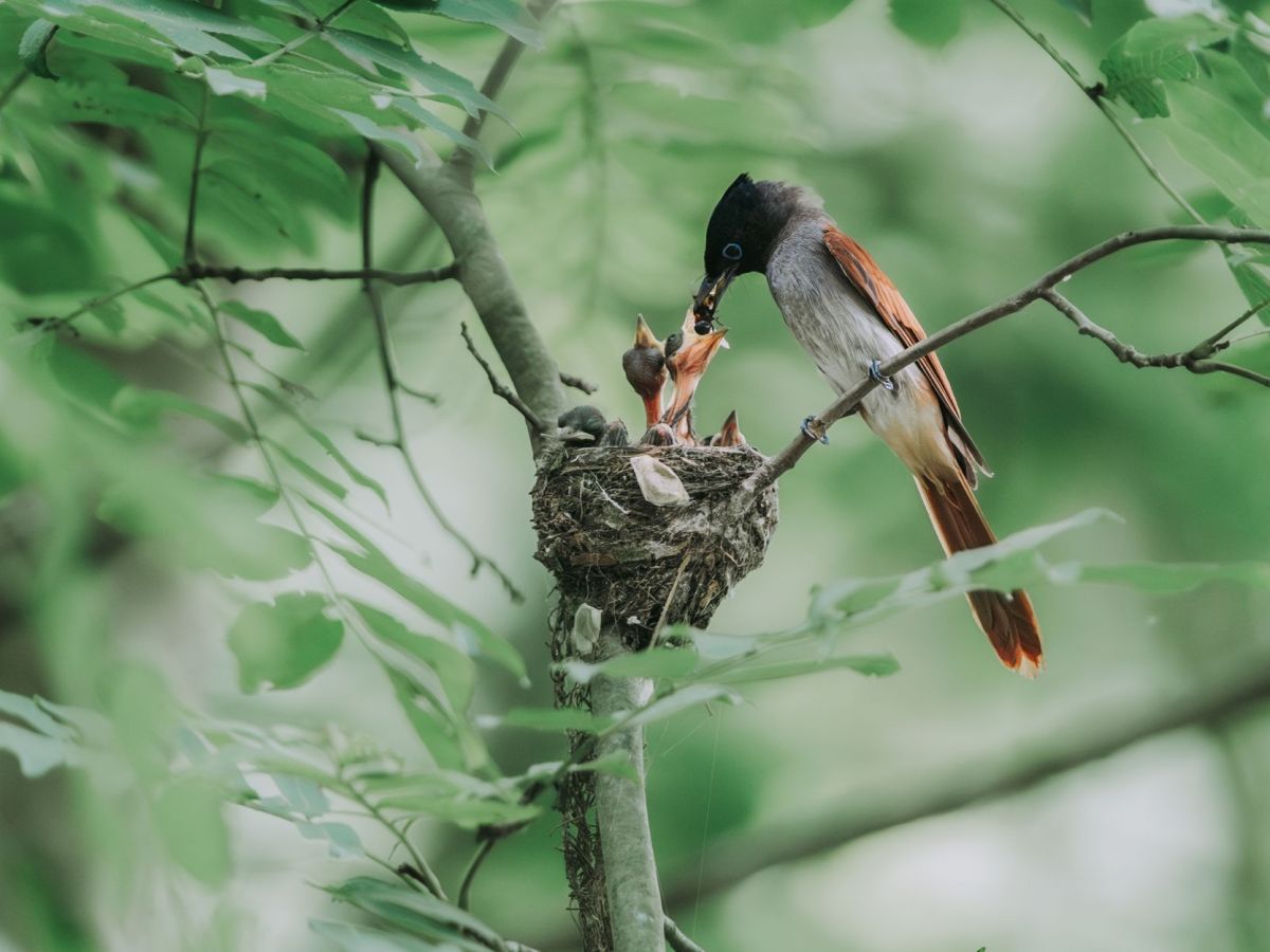 photo of a bird feeding chicks in the nest