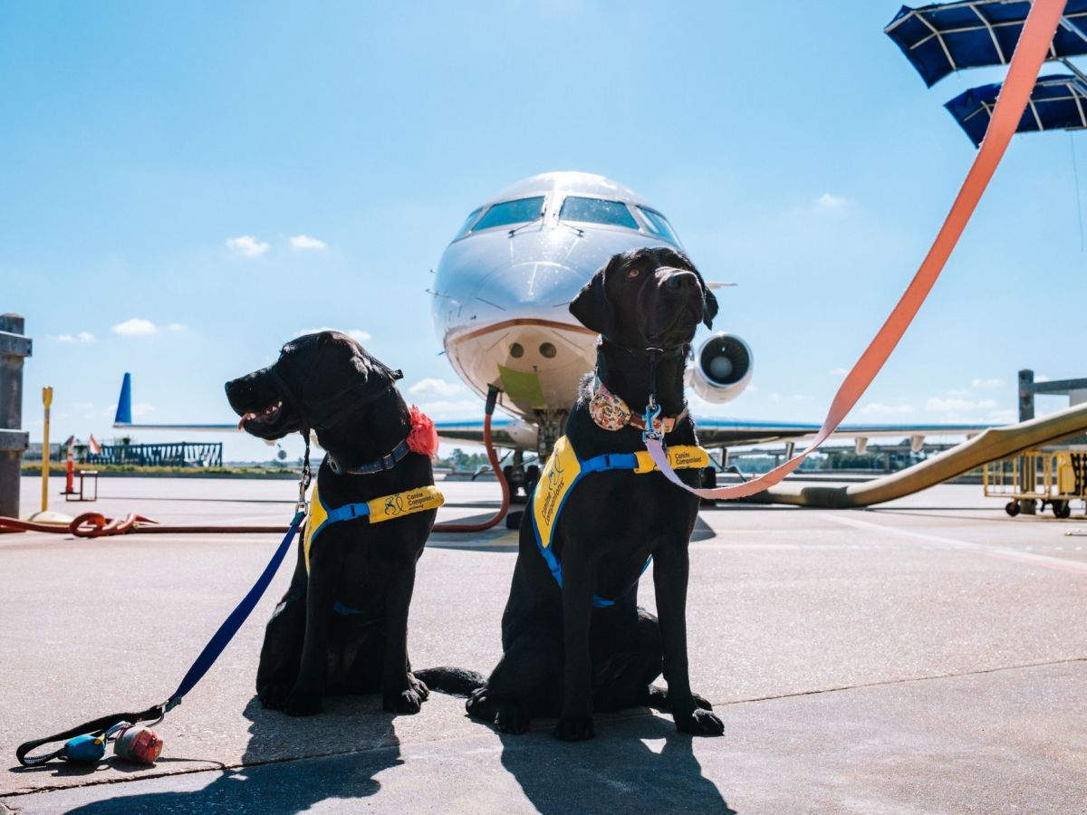 service dogs in front of an airplane at an airport