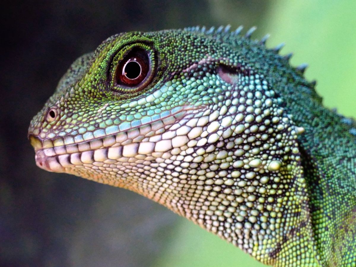 green and beige lizard