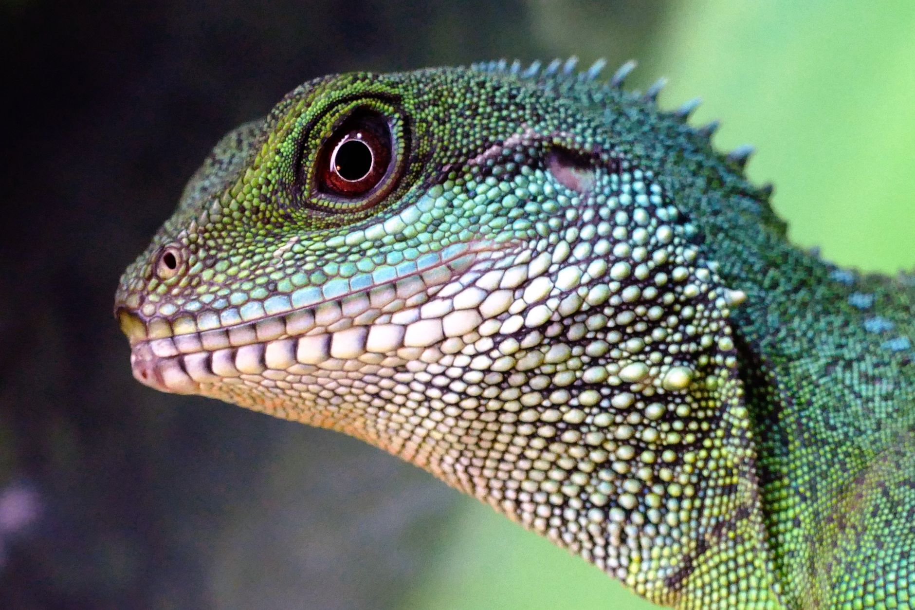 green and beige lizard