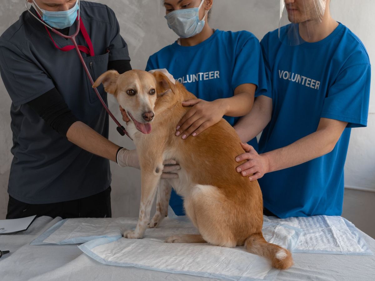 a veterinarian and two volunteers helping a sick dog