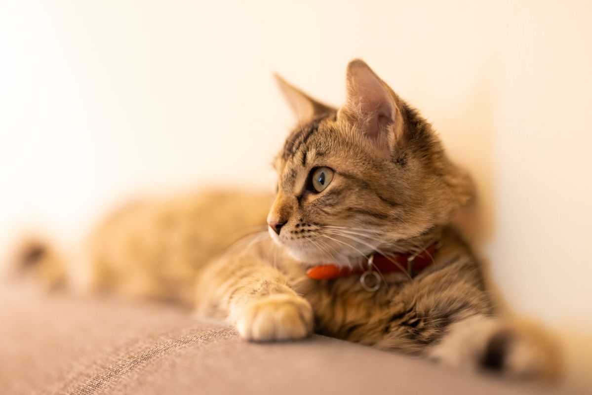 close up shot of a tabby cat