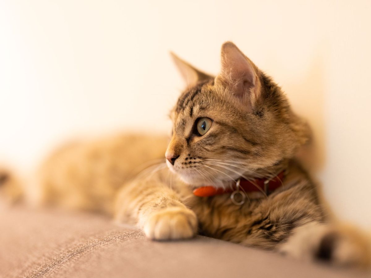 close up shot of a tabby cat