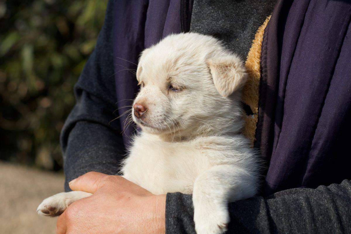 cute puppy held in arms on a sunny day