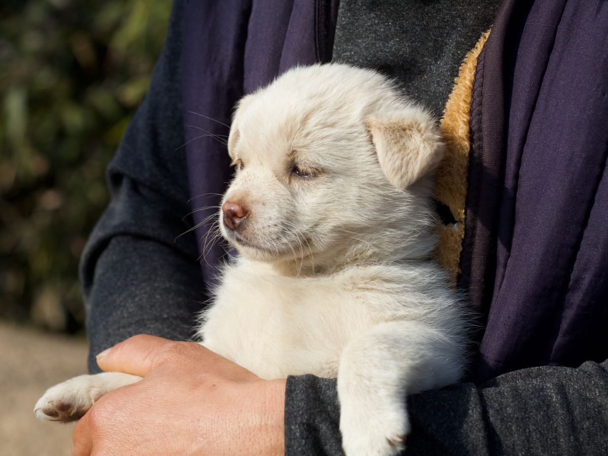 cute puppy held in arms on a sunny day
