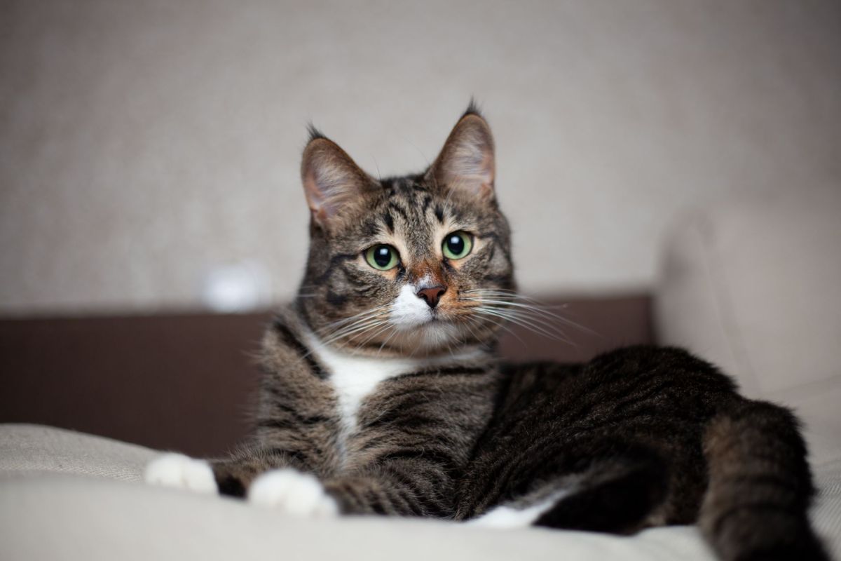 brown tabby cat on white textile