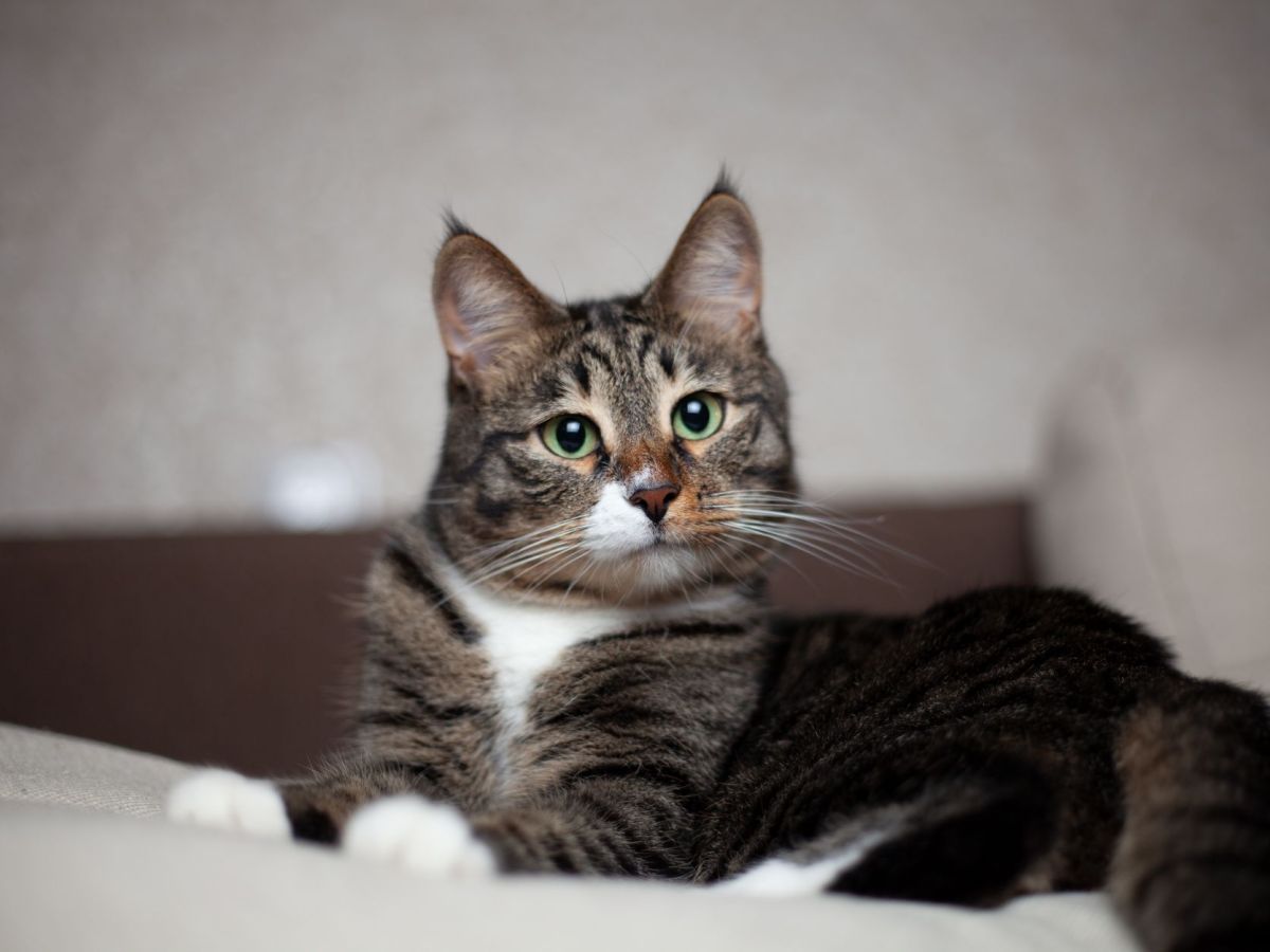 brown tabby cat on white textile